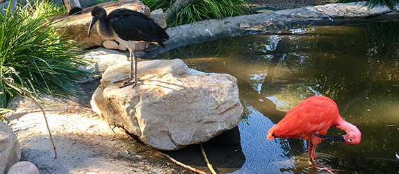 Exotic birds wade in a pond at the Tracy Aviary in Liberty Park, Salt Lake City