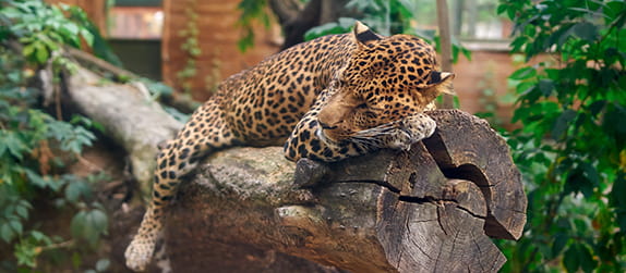 A leopard sleeps on a tree in a zoo